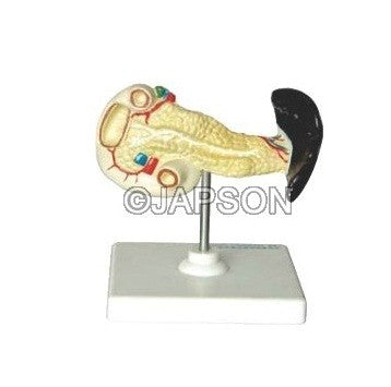 Human Pancreas, Spleen and Duodenum Human Pancreas, Spleen and Duodenum